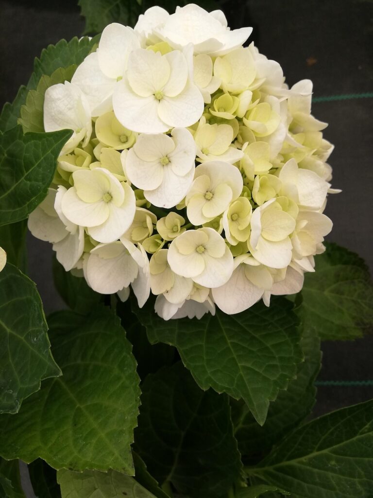hydrangea macrophylla, flower hydrangea white, nature, hortensia, hydrangeas, hydrangea, inflorescence, hydrangeaceae, plant, woody