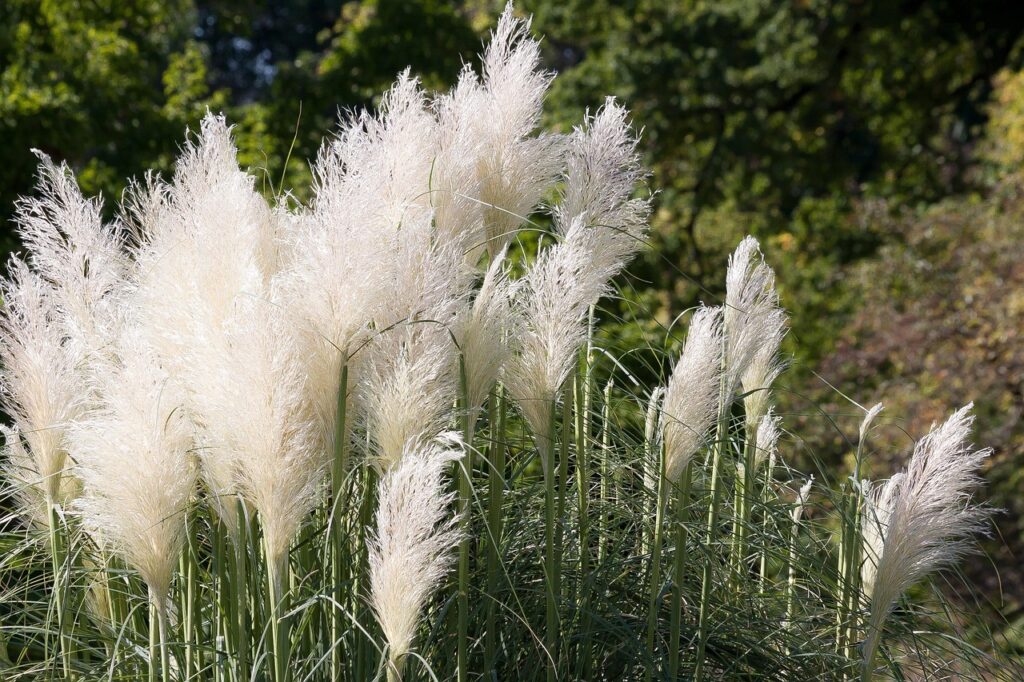 ornamental grass, green, white, nature, garden, ornamental plant, flora
