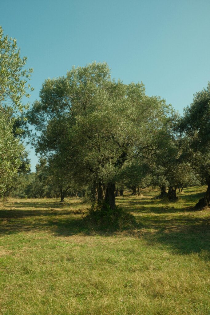 pexels photo 33101023 33101023 Serene olive grove under clear skies in Esenköy, Yalova, Türkiye.