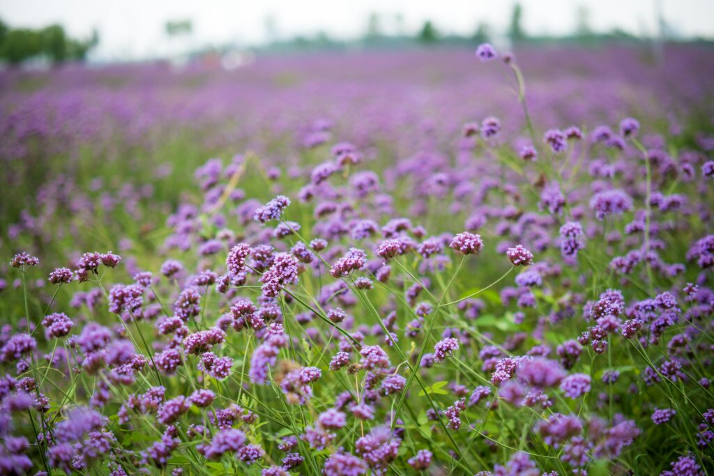 A lush field of blooming purple verbena flowers thriving in a summer landscape.